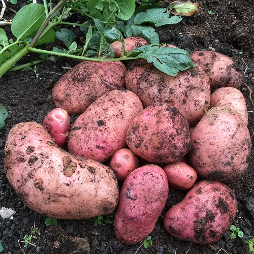 Blight Resistant Seed Potatoes - 2 Varieties